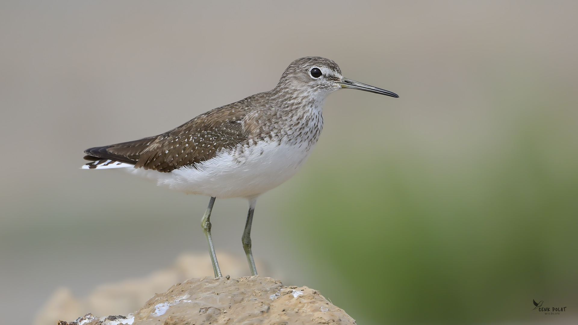 Green Sandpiper